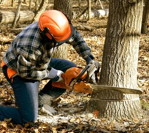 Tree Removal in White Plains, GA